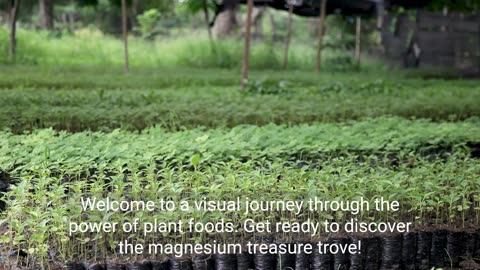 🎥: The Power of Plant Foods: A Magnesium Treasure Trove