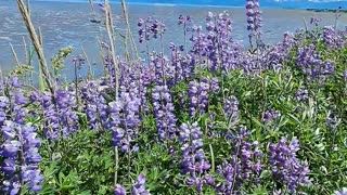 July 21st on the Homer Spit in Alaska a beautiful 70-degree sunny day.