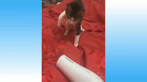 A cat playing with hair dryer