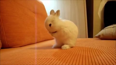 CUTE mini toy BUNNY cleaning itself