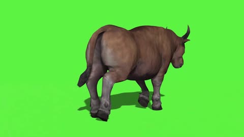 video keying large animal ox walking composite