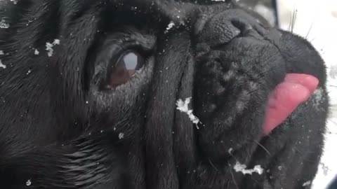 Getting to know snow for the first time is a lot of fun