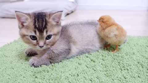 Looking back on how kitten Kiki met tiny chicks for the first time