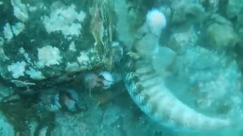 FEEDING A SEA URCHIN TO A WOLFFISH