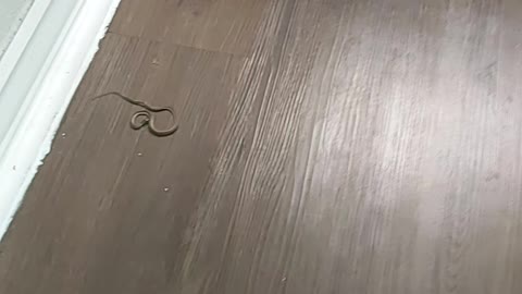 Snake in my bathroom