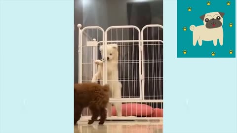 🐕 Super Cute Dogs – The Cutest Dog Video Compilation 2022!