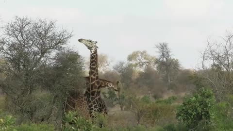 Giraffe bull has intense battle with fellow giraffe