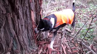 Rocky and Bobbi After Squirrel