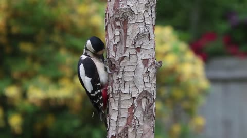 Woodpecker tree holing