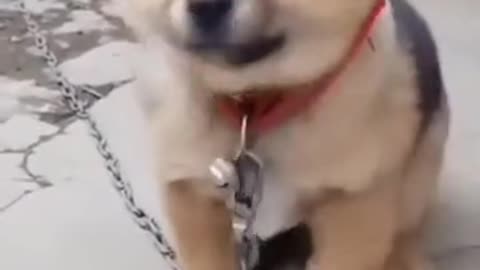 Cute Dog Voice