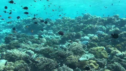 Underwater restaurant in the Maldives | Surreal fine dining experience