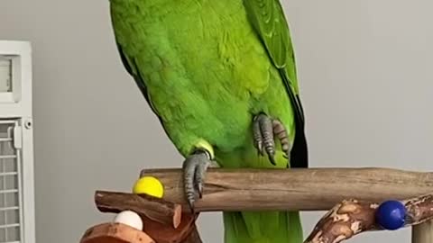 Papagaio Engraçado mais Falante do Brasil ? - Olha como fala