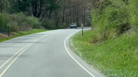 Mama Bear Crosses Road With Tiny Cubs