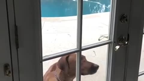 Smart doggy opens door all by herself