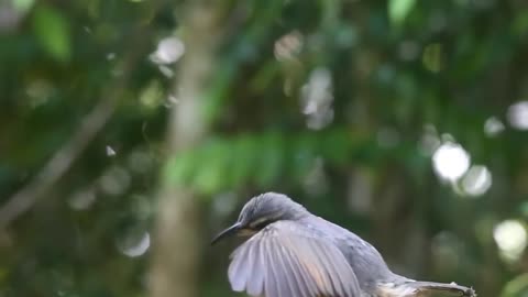 Beautiful Birds Courting Their Mates