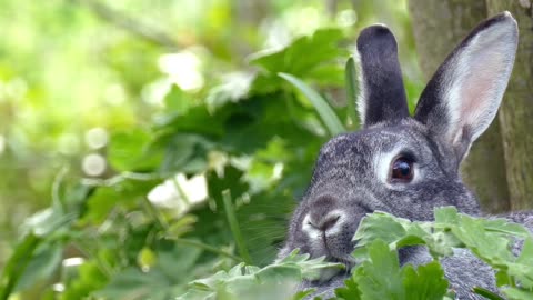 Beautiful rabbit