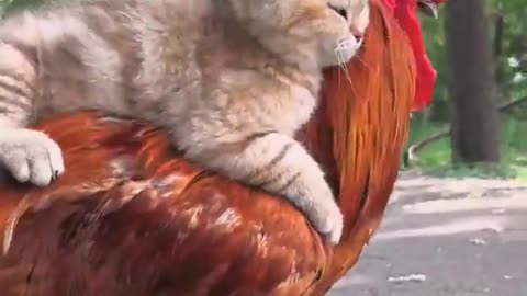 Cute animals 😻| Hen and cat cute video
