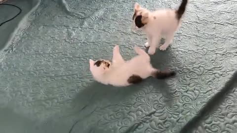 Cat vs cat fight