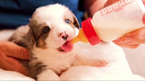 Cute tiny puppy drinking milk #puppy #youtubeshorts #viralvideo