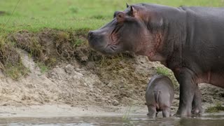 Incredible Animal Parents _ BBC Earth