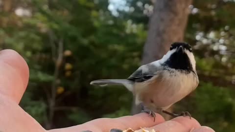 Feeding Chickadees Shubie Park Dartmouth,NS