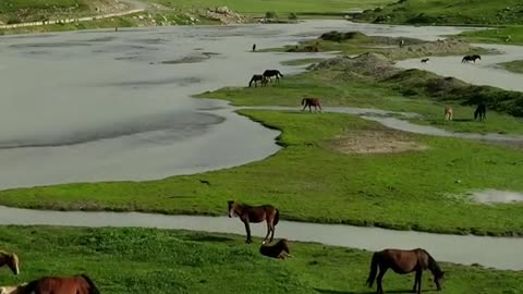 beautiful nature with horses