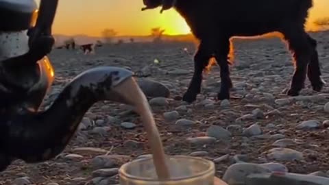 Goat in Balochistan