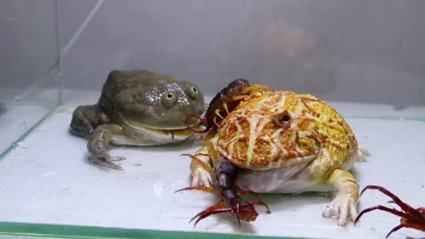 Green Bullfrog and Pond Frog and Foods-16