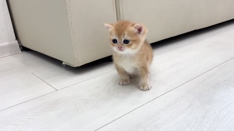 Mom cat calls baby kitten with her, but she is looking for where to hide from her