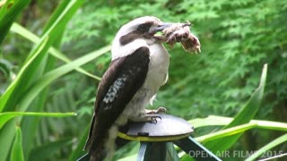 KOOKABURRA WITH PAW IN IT'S MOUTH!!