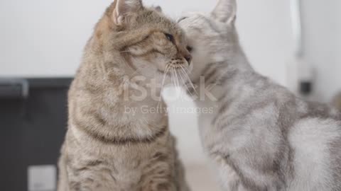 Cute shorthair kitten licking another kitten for cleaning fur. stock video