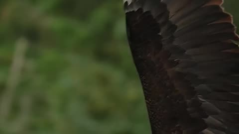 The Majesty of Eagles Feasting on Fish