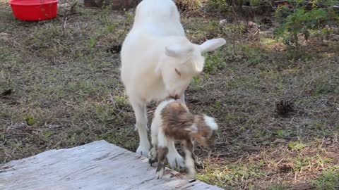New Born Cute Baby Goat - She Just Looks Like Her Dad 🐐🤗