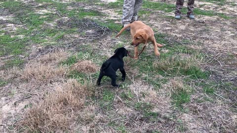 Puppies at Play