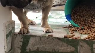 Dog Has no Remorse For Eating Extra Food