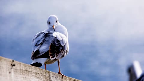 Natural beauty bird video