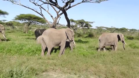 serengeti elephant 2