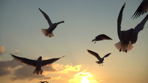 seagulls flying over the sky at sunset