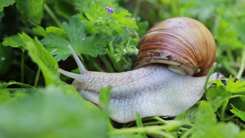 Beautiful Snail Searching For Food
