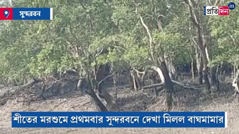 Royal Bengal Tiger spotted in Sunderban's Gajikhali