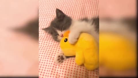 Funniest Cats Playing With Toys