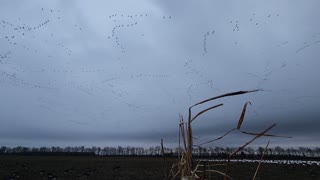 11823 goose hunt