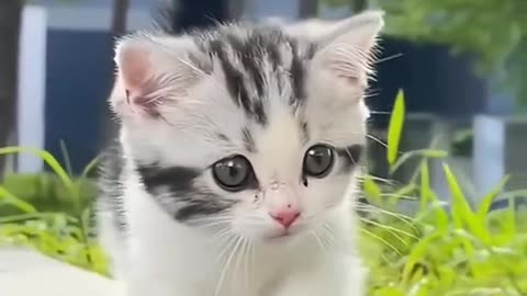 Cute baby cat