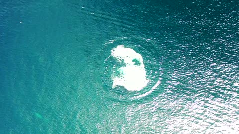 Drone Video of Five Whales Repeatedly Breaching