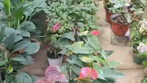 Various green plant pots