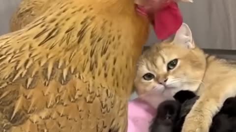 How Kittens Taught a Rooster and Hens the Art of Chicken Care: A Funny and Cute Tale!