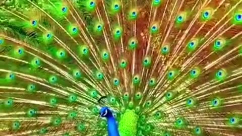 The most beautiful peacocks in the world