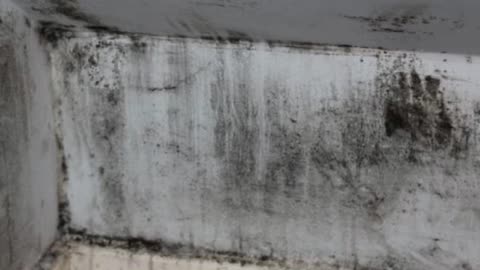 Need Mold Removal? Contact an Experienced Mold Remediation Service in Frisco TX