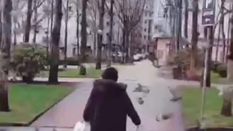 Pigeon Swarm Follows Old Friend