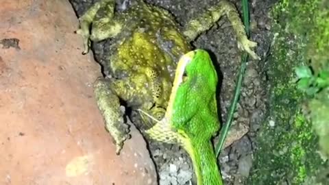 Snake attack frog | Snake attack | Wild animal |